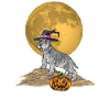Schnauzer nain Chien Schnauzer