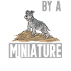 Schnauzer nain Chien Schnauzer