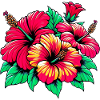 Fleurs d’hibiscus