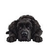 Terre-Neuve drôle JAMAIS ! Newfie Stur
