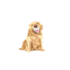 Golden Retriever Dad Gift