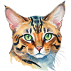 Bengalkatze Wasserfarben
