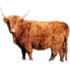 Scottish Highland cattle