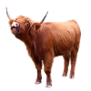Scottish Highland cattle