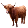 Scottish Highland cattle