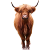 Schottisches Hochlandrind