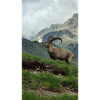 Ibex