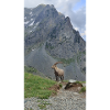 Steinbock