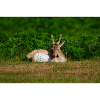 Fallow 1