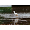 Little Egret 2