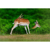 Fallow 2