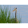 Heron