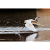 Little Egret 8