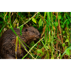 Beavers 2