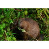 Beavers 3