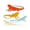 Iguanian Reptile Lover Herpetologist