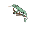 Iguanian Reptile Lover Herpetologist