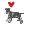Miniature Schnauzer Dog Schnauzer