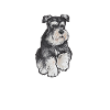 Schnauzer nain Chien Schnauzer