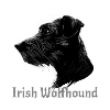 Irish Wolfhound Hund Chien