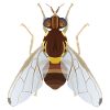 Fruchtfliege Bactrocera zonata - Invasive Art