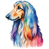 Lévrier afghan aquarelle