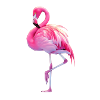 Flamingo