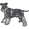 Miniature Schnauzer Dog Schnauzer