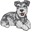 Miniature Schnauzer Dog Schnauzer
