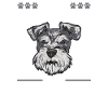 Miniature Schnauzer Dog Schnauzer