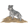 Schnauzer nain Chien Schnauzer