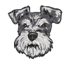 Miniature Schnauzer Dog Schnauzer