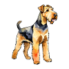 Airedale Terrier Aquarelle