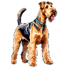 Airedale Terrier Aquarelle