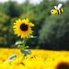 Bee Happy