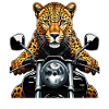 MOTO LEOPARD