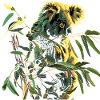 Koala Mignon Koala Ours