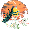Praying Mantis Insect