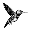 Kolibri Skelett