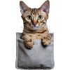 Abessinierkatze in der Tasche Geschenk