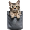 Chartreux-Katze in der Tasche Geschenk