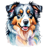 Australian Shepherd Wasserfarben