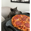 Katzenpizza-Träume