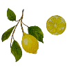 Lemon and lemon sprig