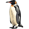 Pinguin