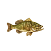 Smallmouth bass