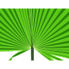 Tropical palm tree