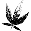 Cannabis Hanf Blatt