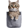 Ragdoll-Katze in der Tasche Geschenk