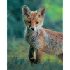 Junger Fuchs